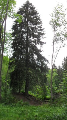 SDC11580.JPG